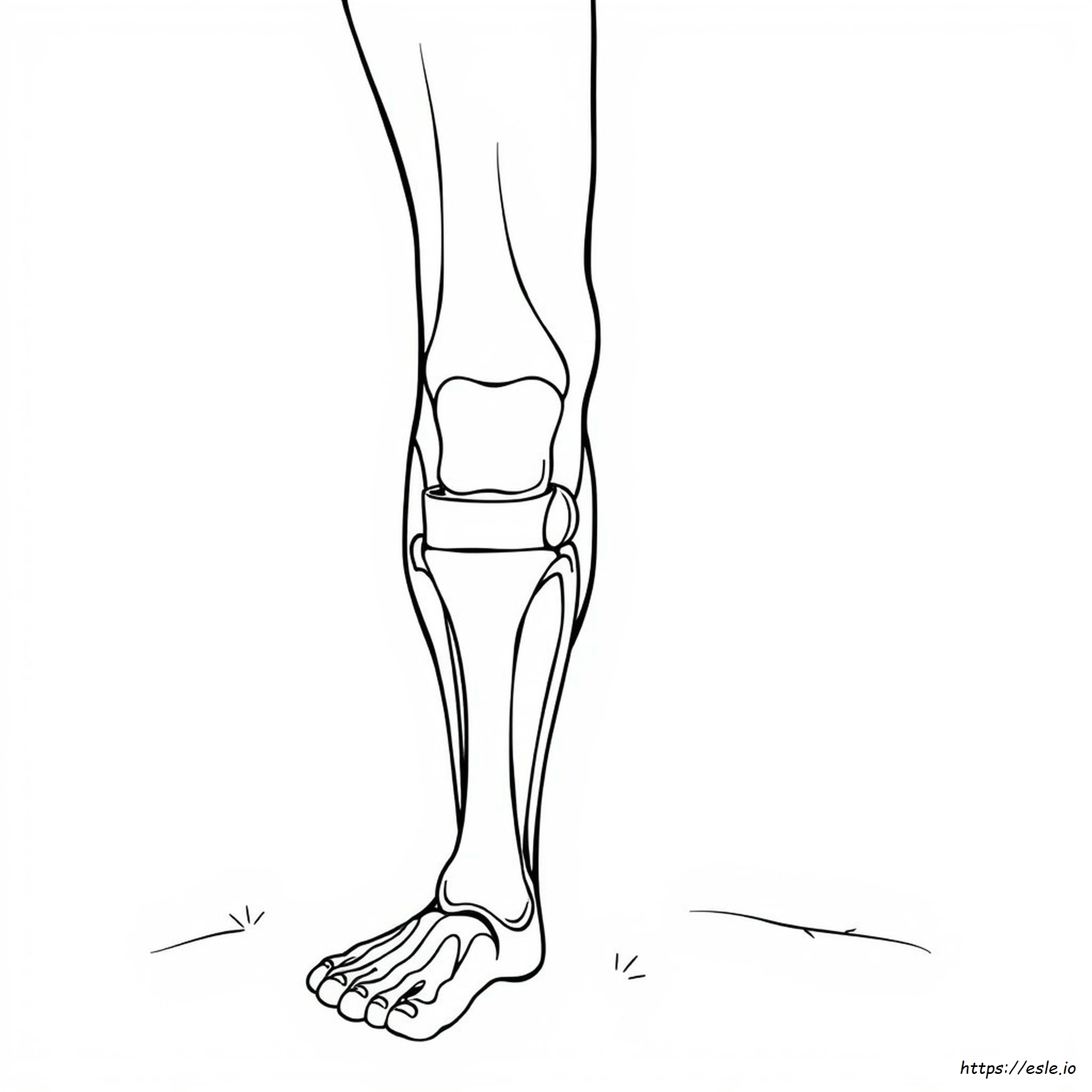 Knee Anatomy Coloring Page