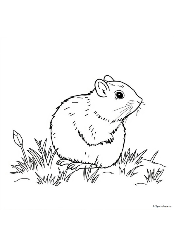 Qual A Cor De Um Rato-Do-Campo?