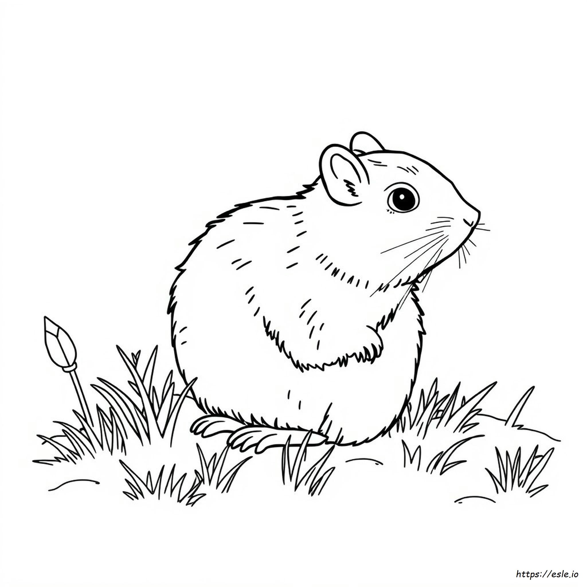 What Color Is A Vole