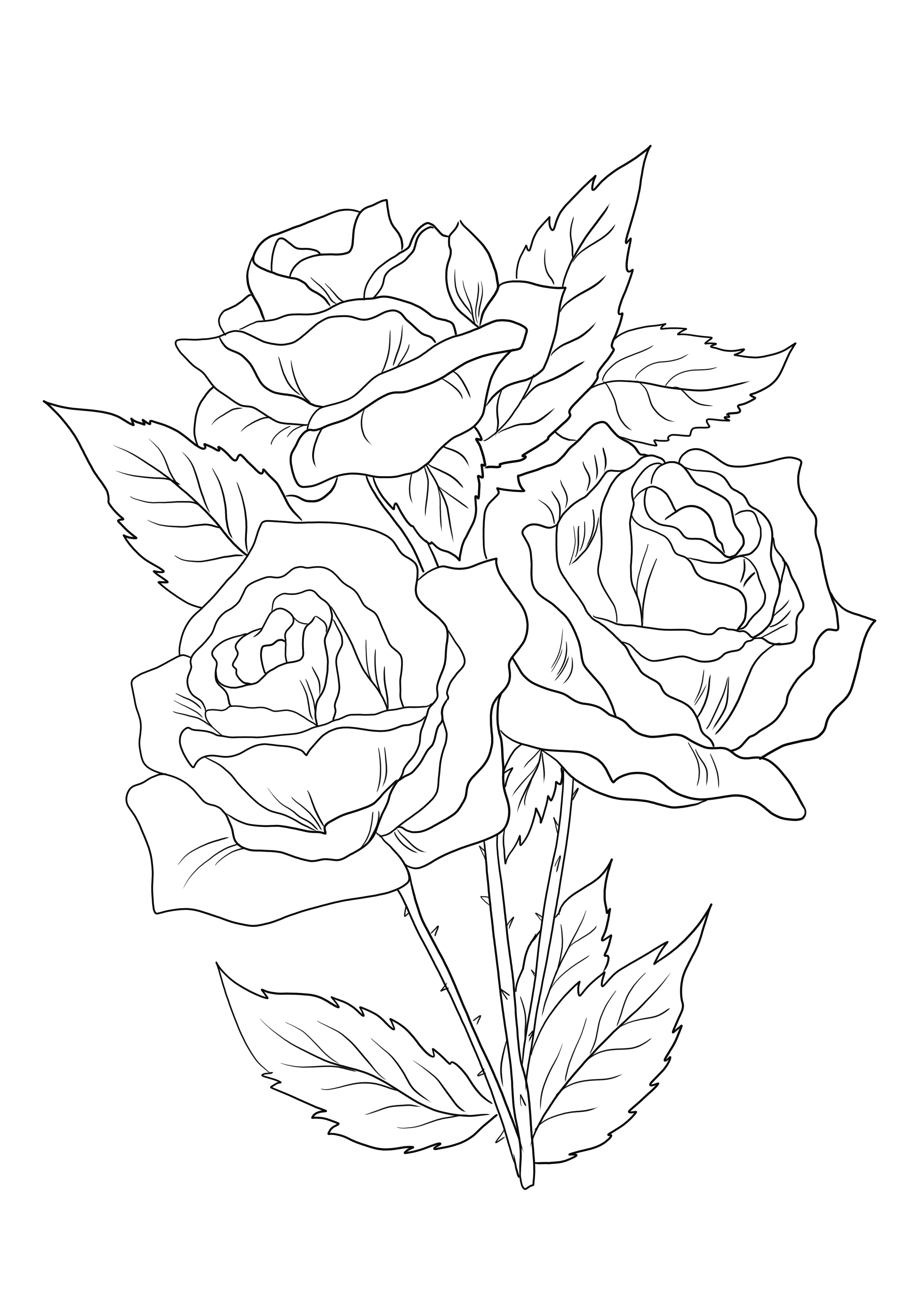 Three roses in bloom are to be downloaded and colored for free and learn about flowers