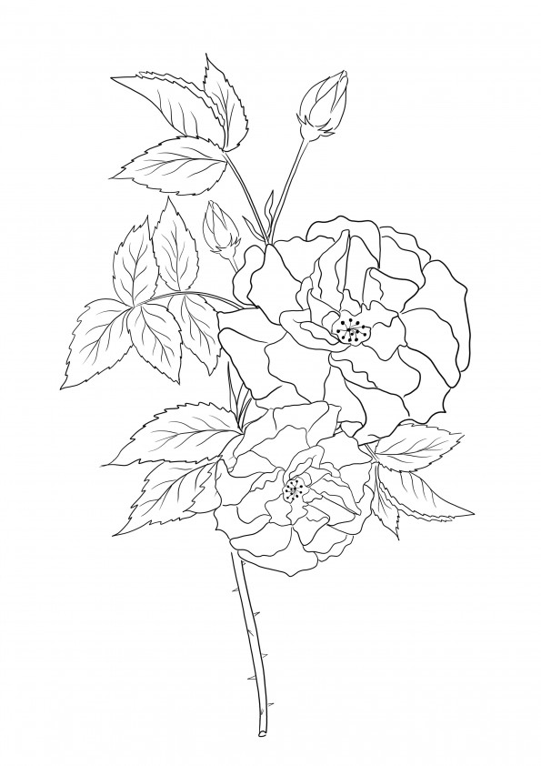 Wild roses branch freebie for kids to be printed and colored easily