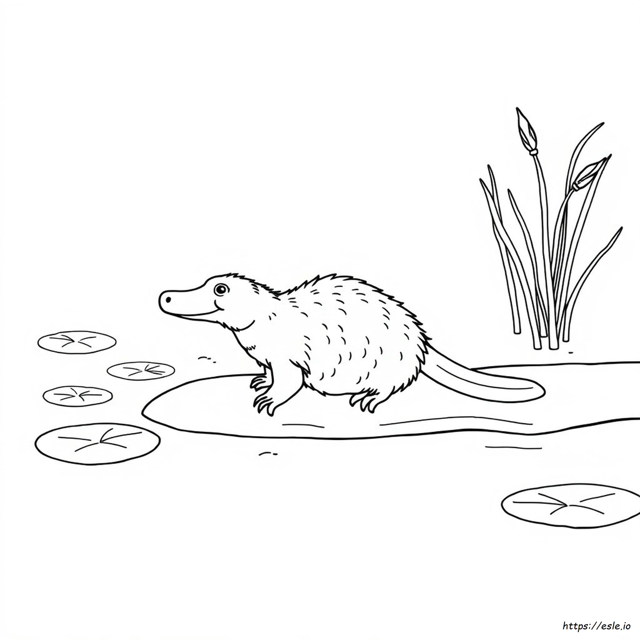 Platypus Colouring In
