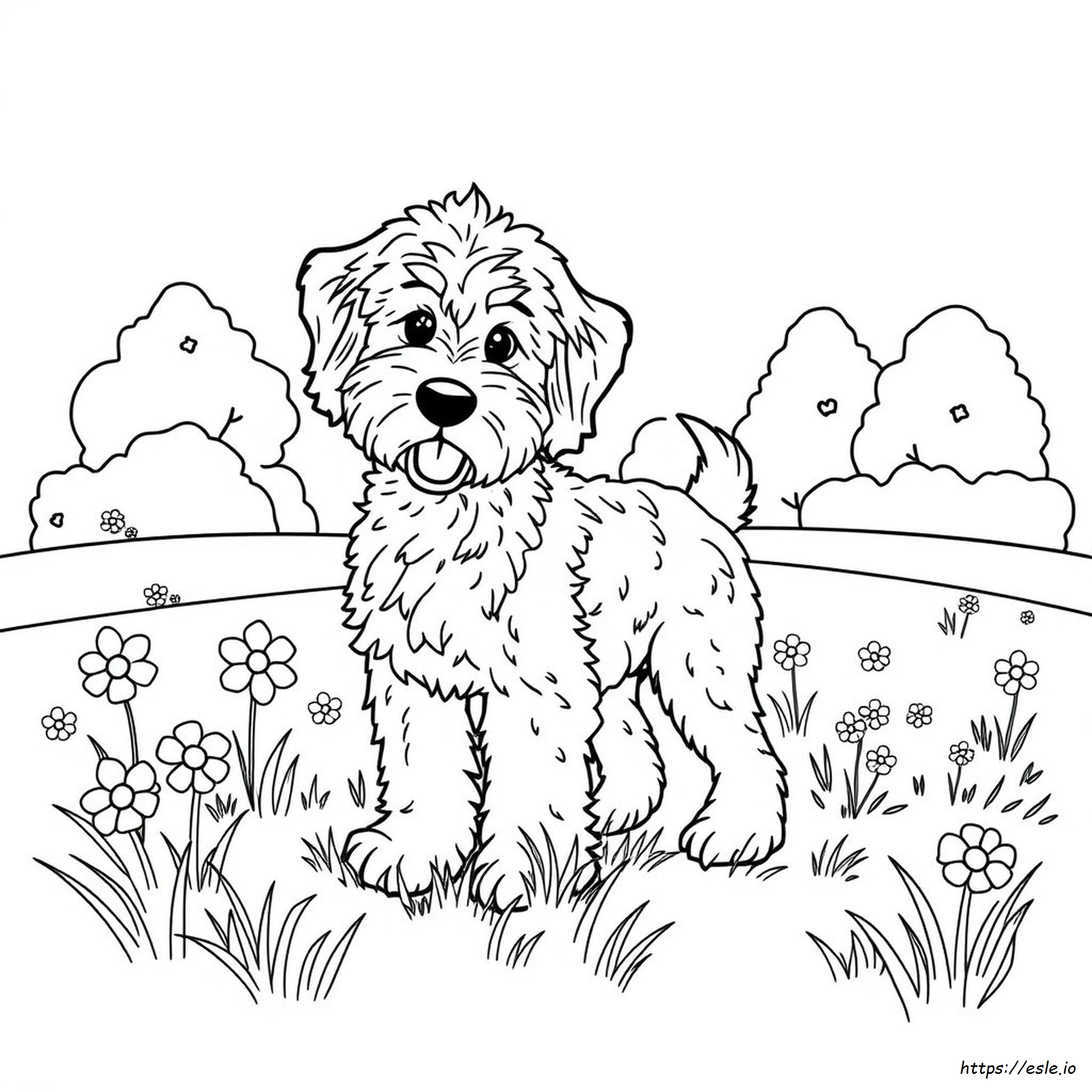 Aussiedoodle Kleurplaten kleurplaat