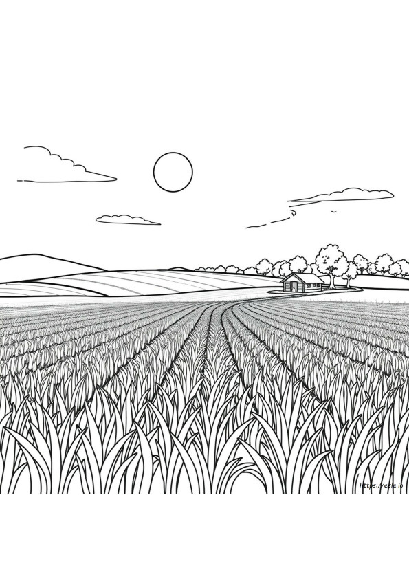 Campo De Arroz Para Colorir