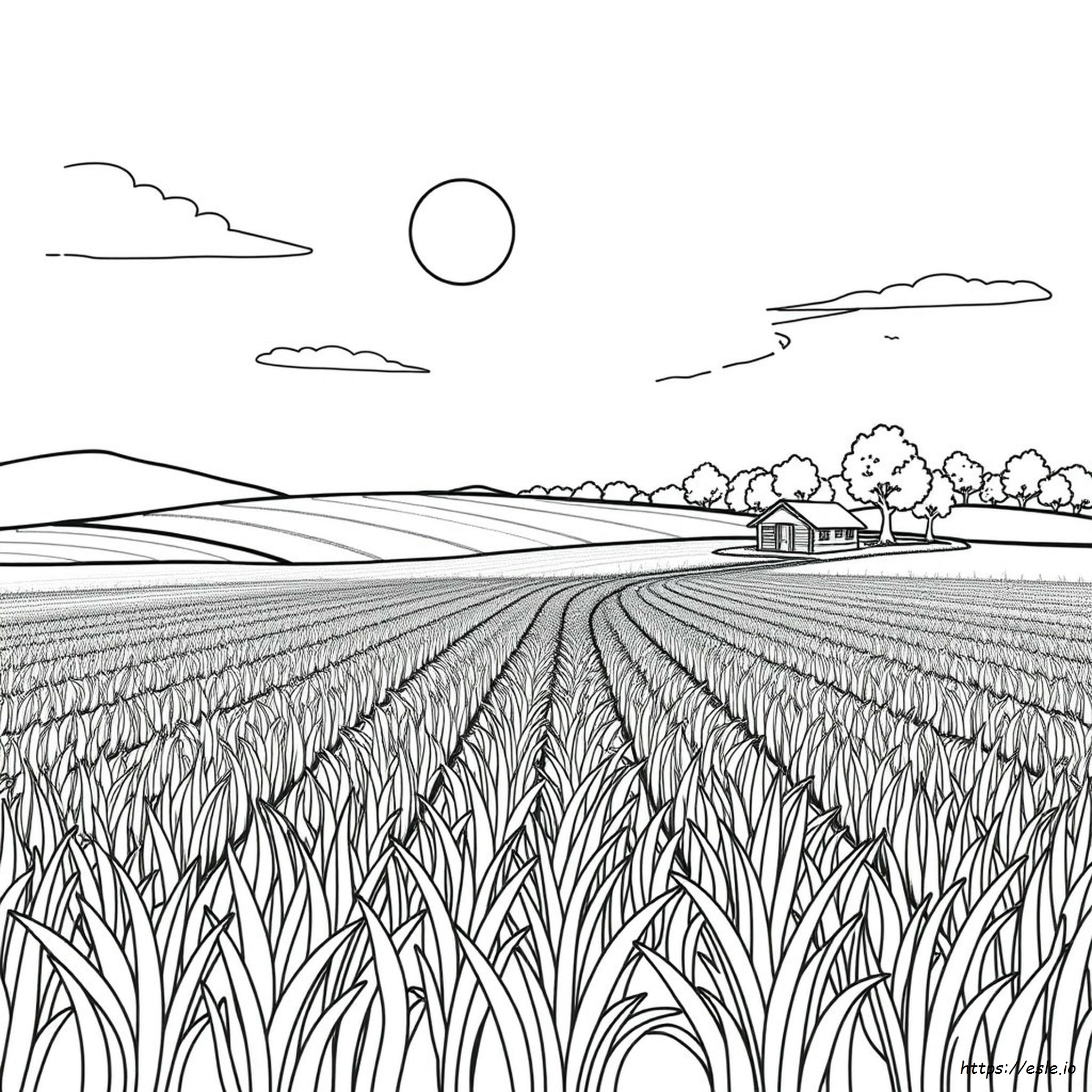 Rice Field Coloring Page
