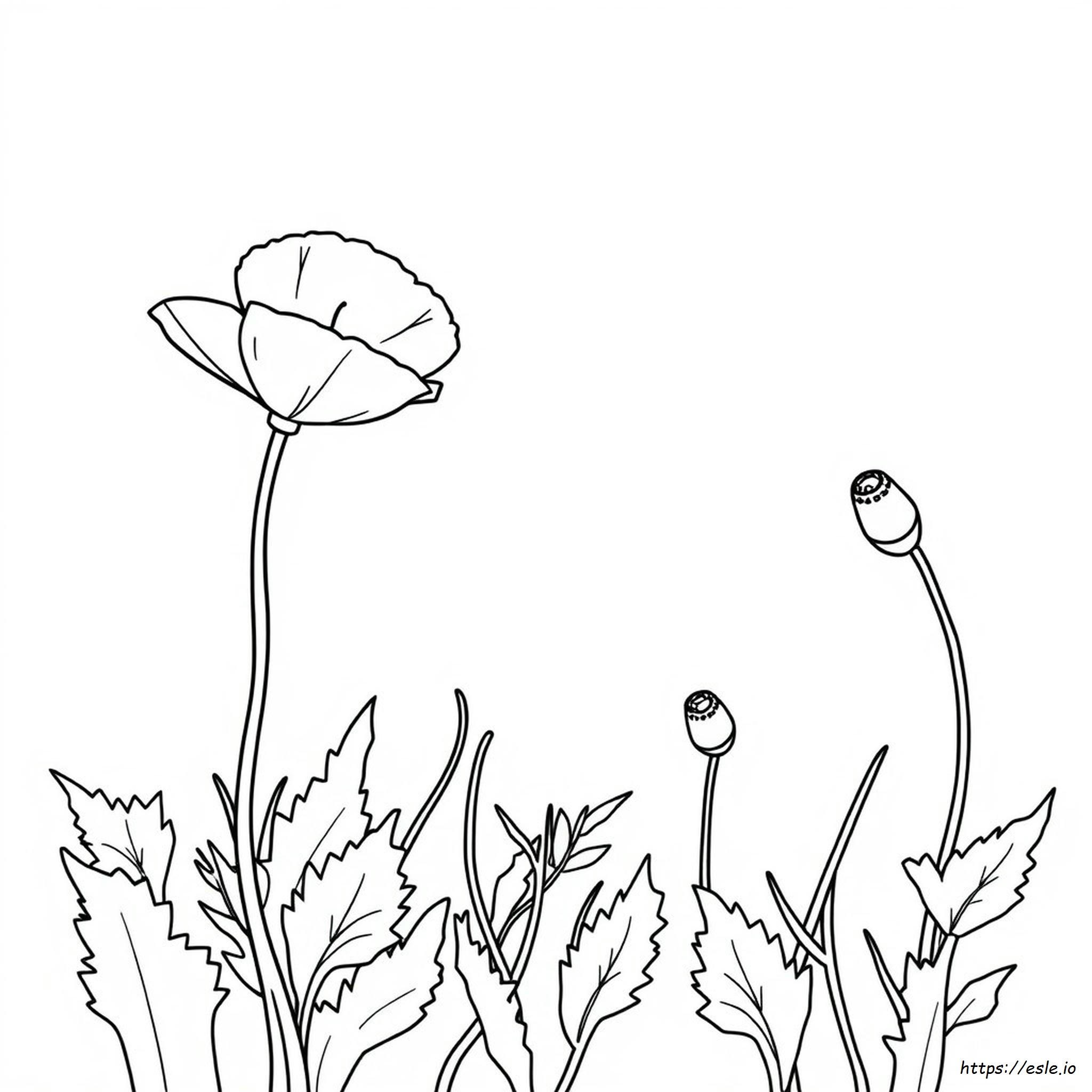 Poppy Flower Colouring In