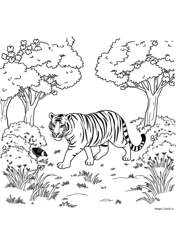 Tigre Da Colorare