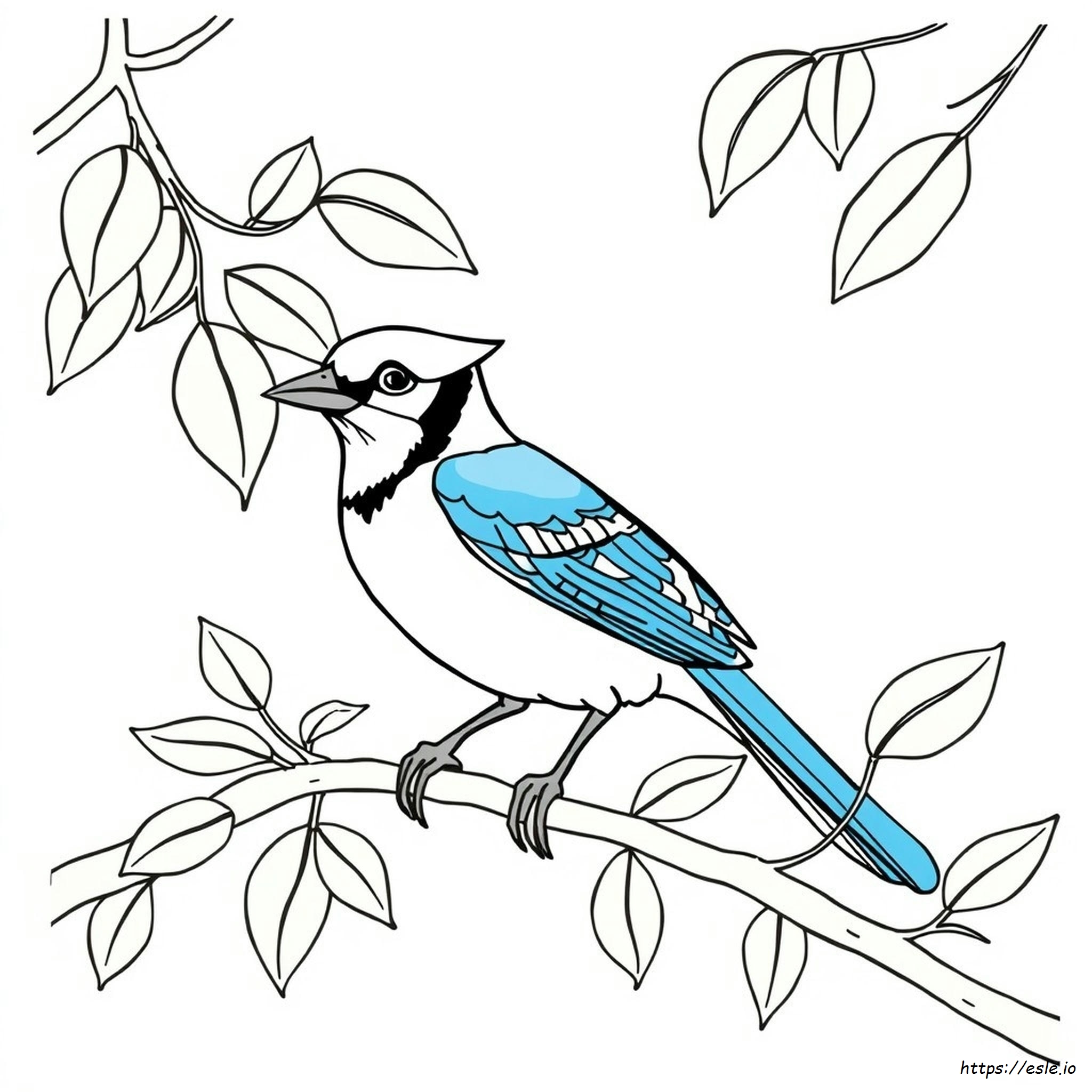 Blue Jay Bird Coloring Page