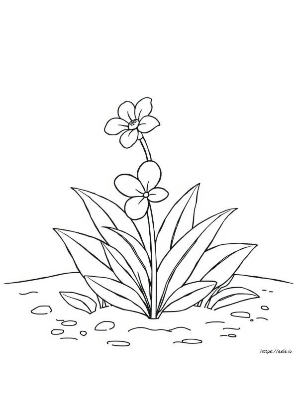 Kostenlose Realistische Blumen Malvorlagen Zum Ausdrucken