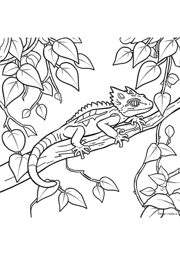 Harjasgekko Värityskuva