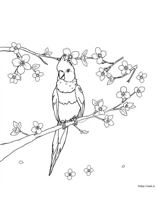 Cockatiel Colouring Pages