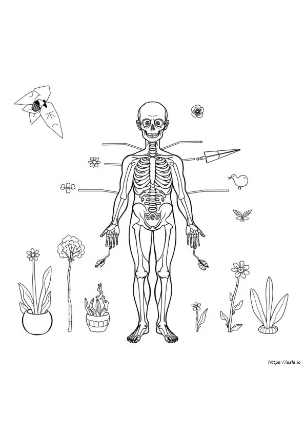 Anatomie Kleurplaten Pdf