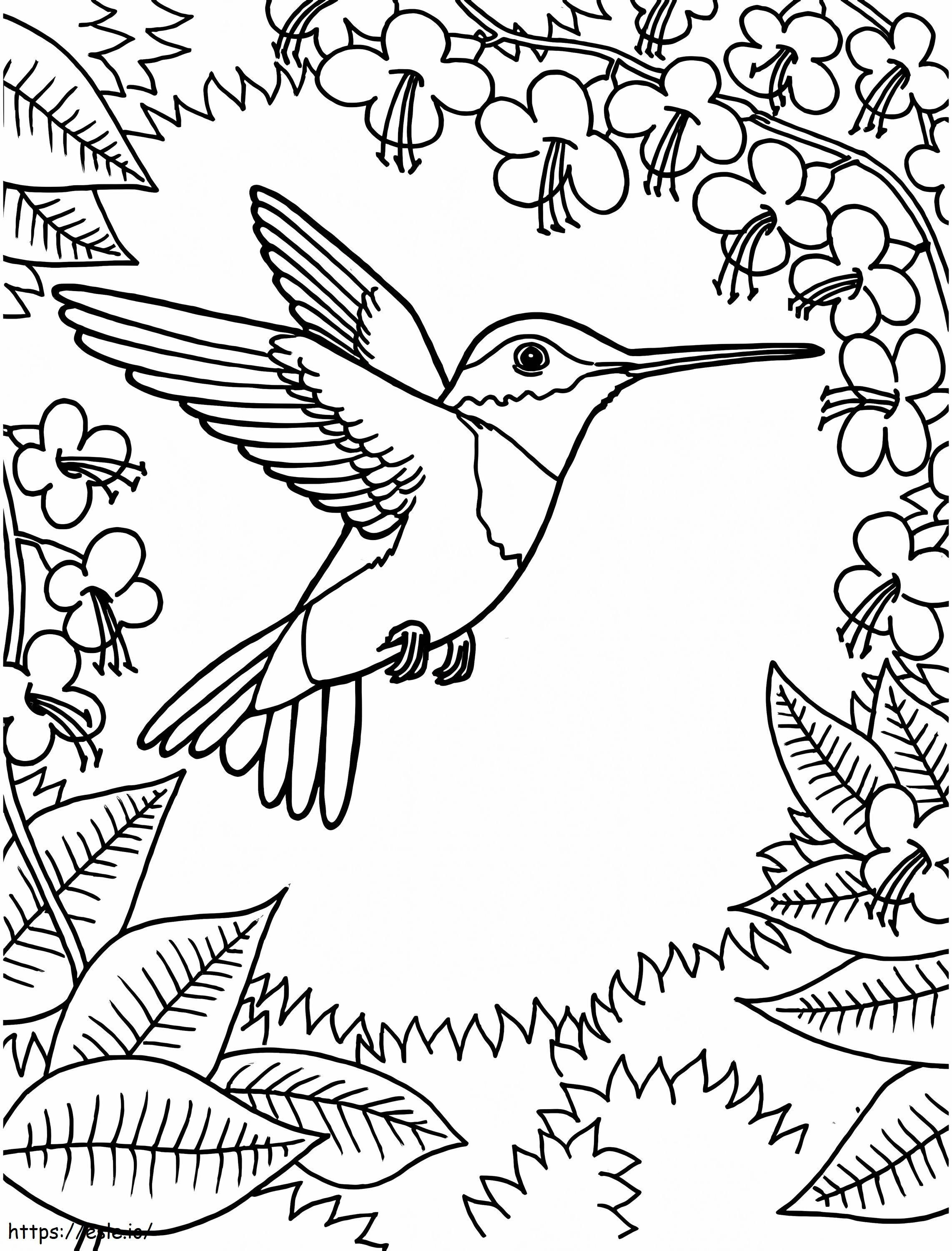 Hummingbird on aikuisille värityskuva