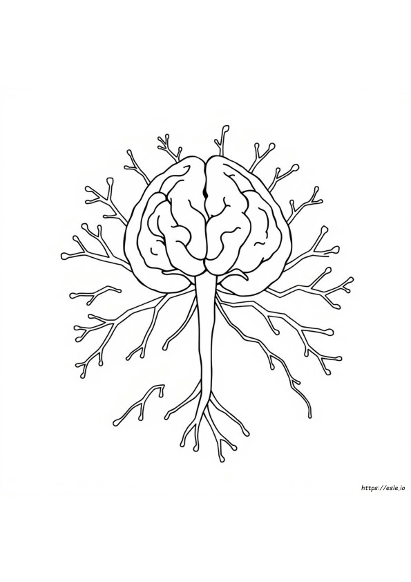 Nervous System Coloring Page