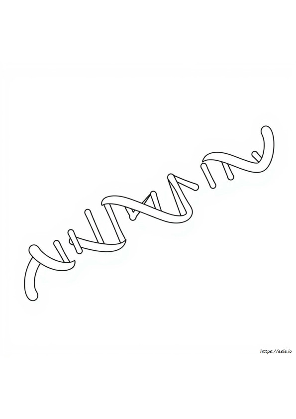 Dna Ikileşmesi Boyama Sayfası