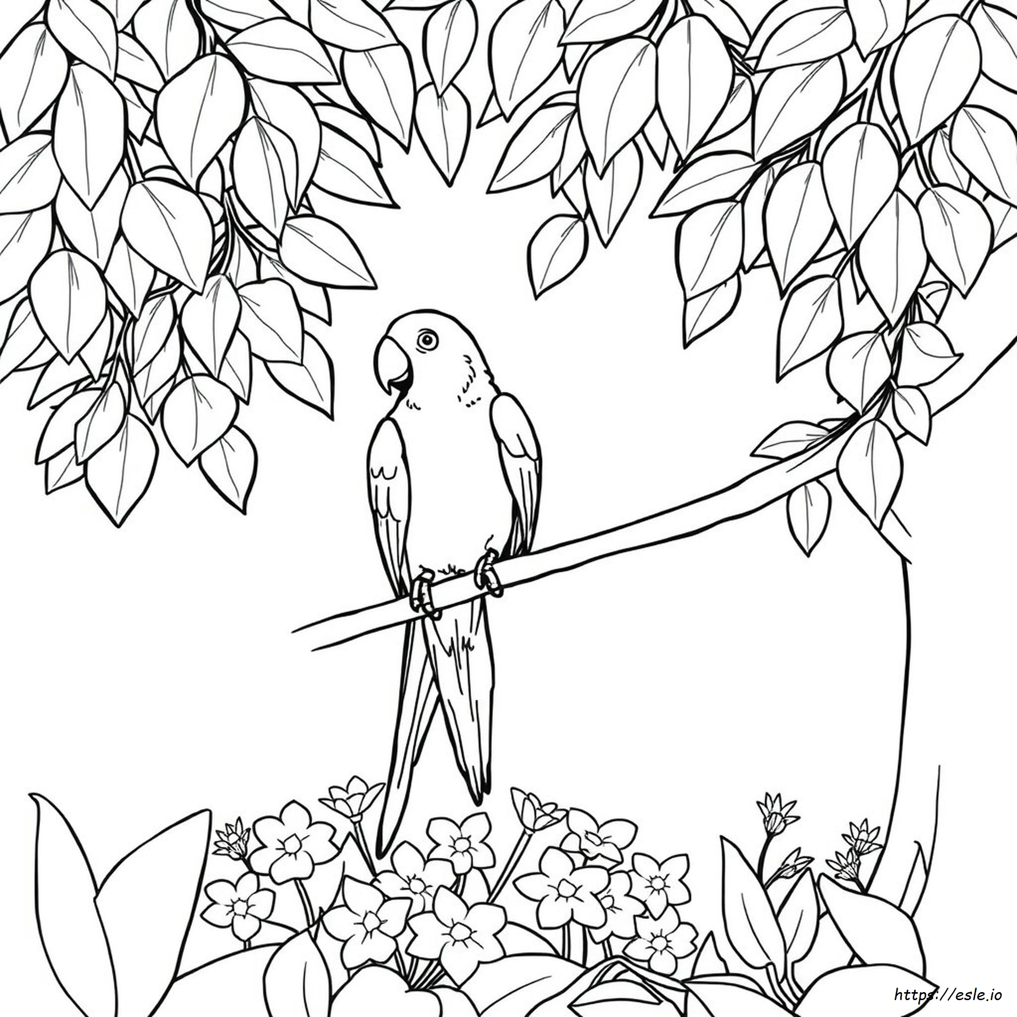 Colouring Pages Parrot