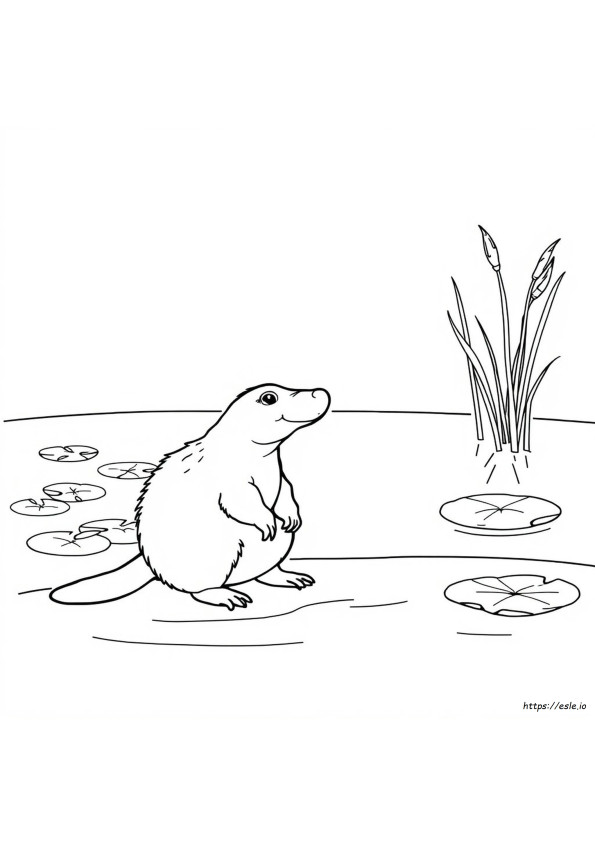 カモノハシ ぬりえ