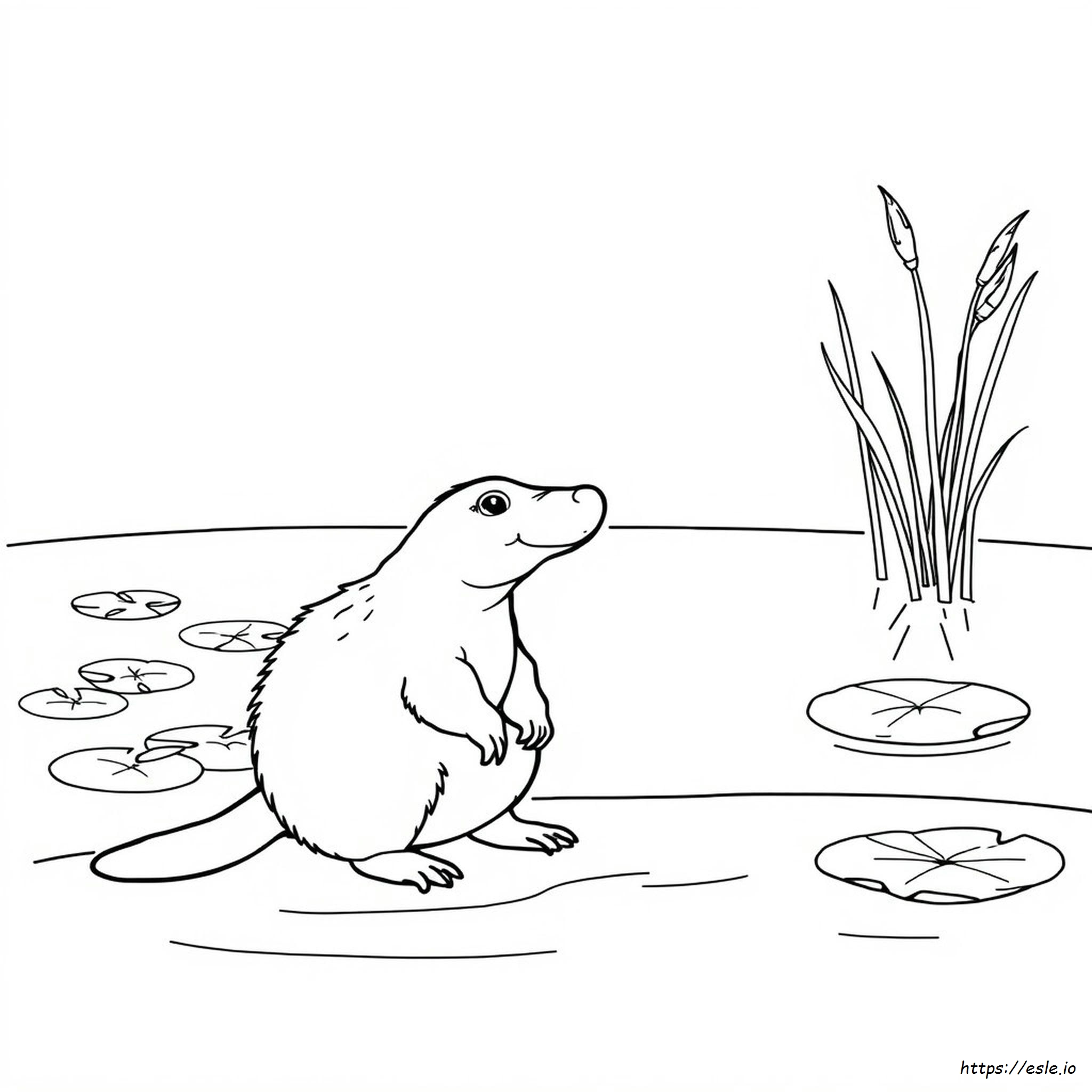Platypus Coloring Page