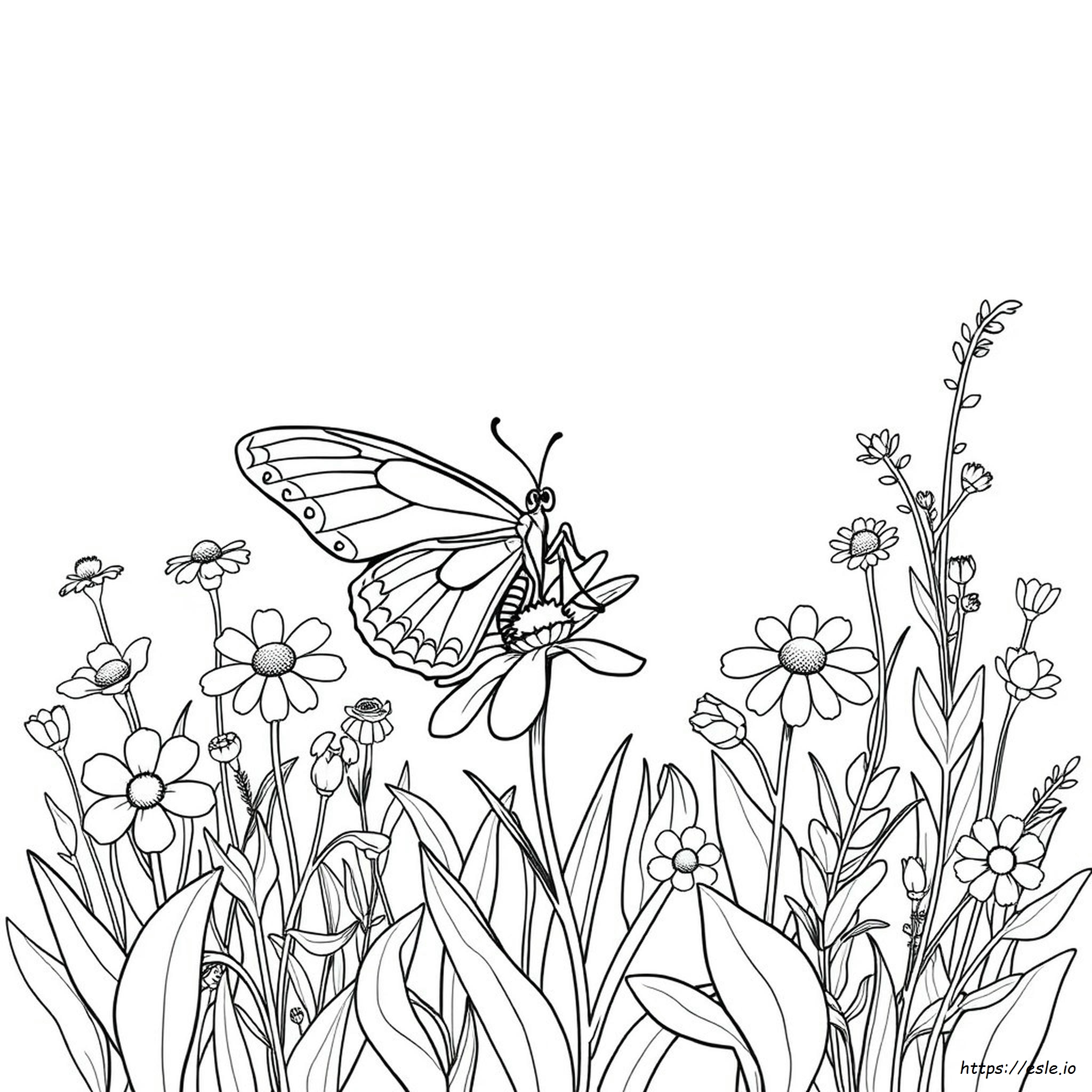 Butterfly Coloring Ideas
