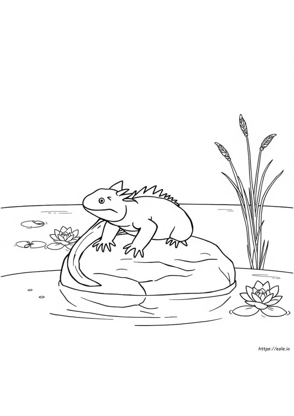Axolotl Da Colorare E Stampare