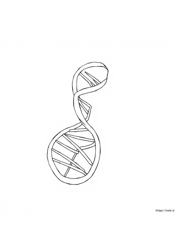 Dna Coloring Worksheet Answers