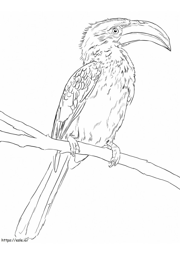 Gelbschnabelhornvogel ausmalbilder