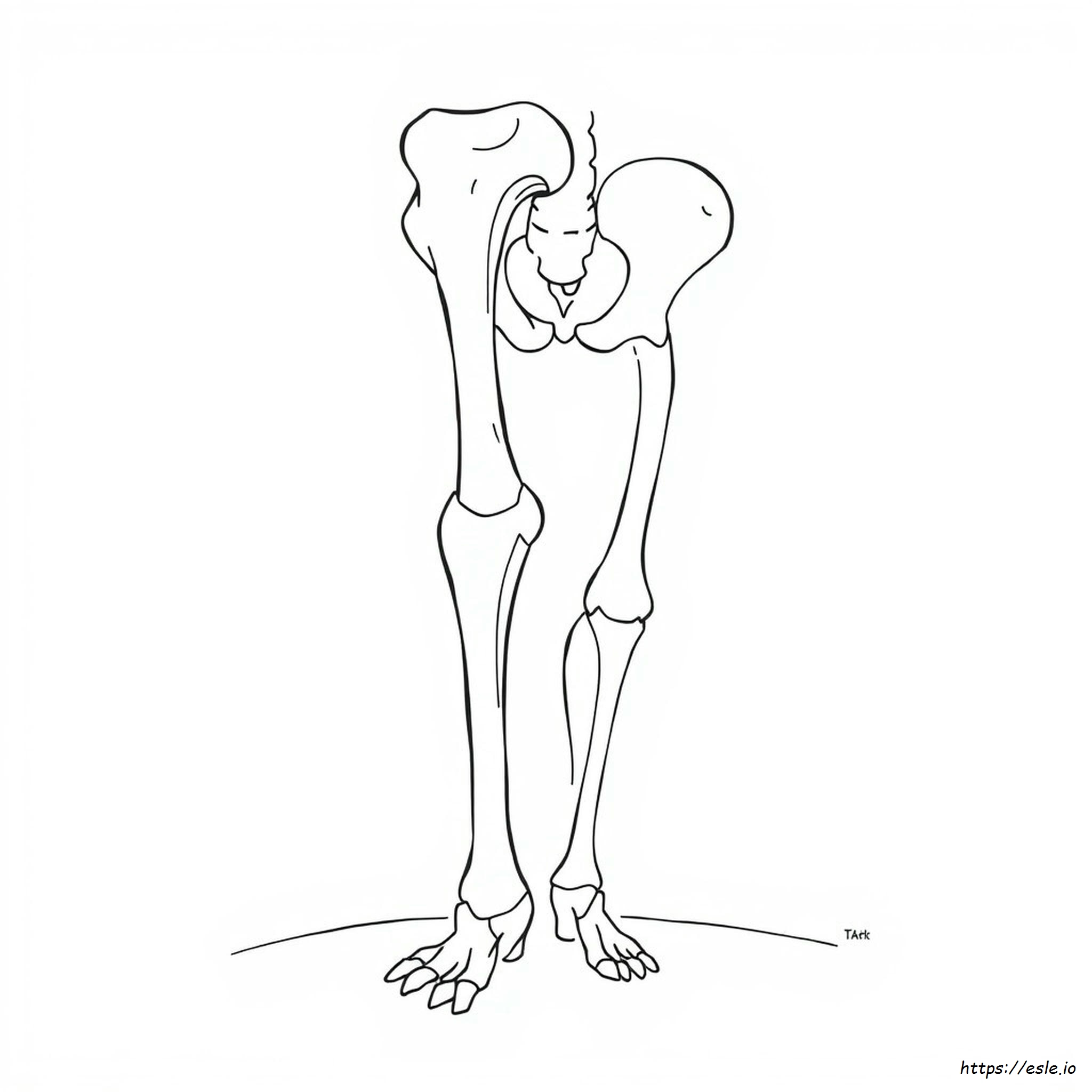 Fémur Dibujo Para Colorear