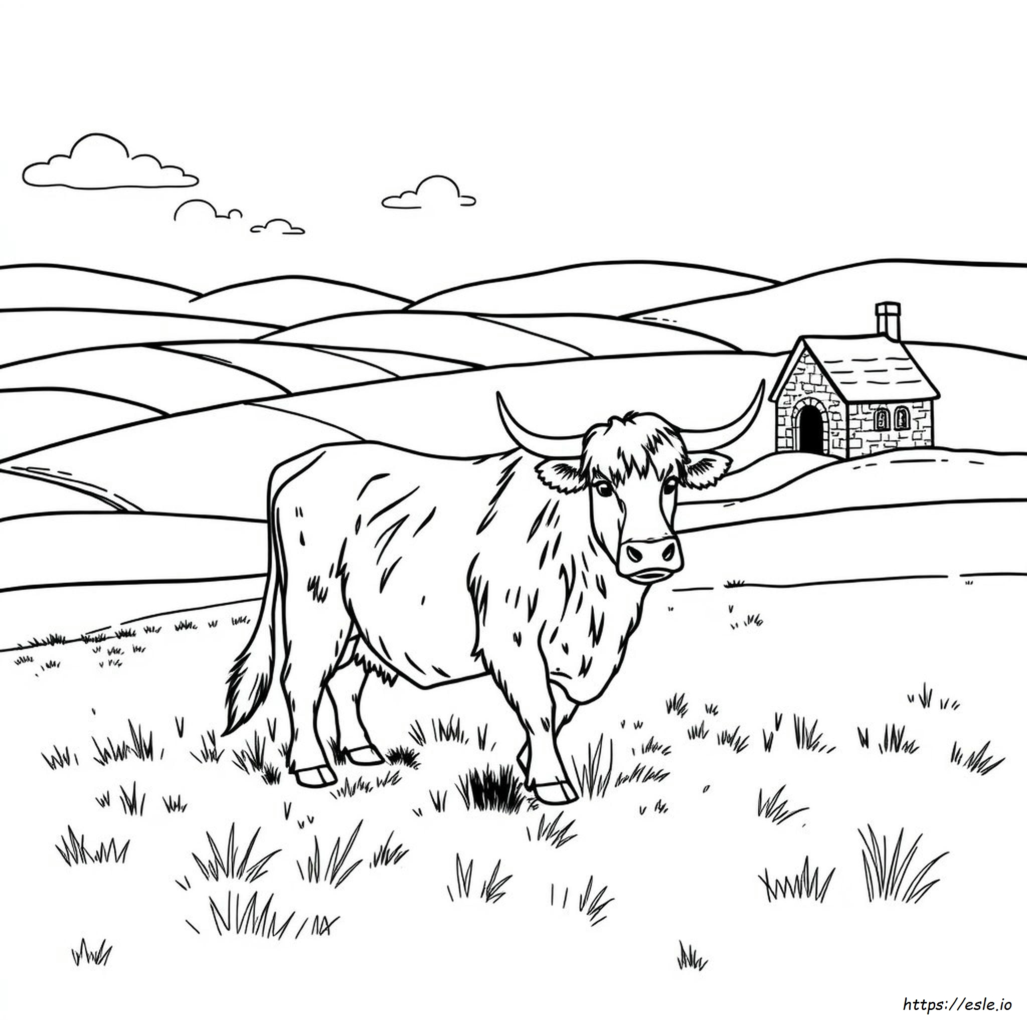 Printable Highland Cow Colouring Page
