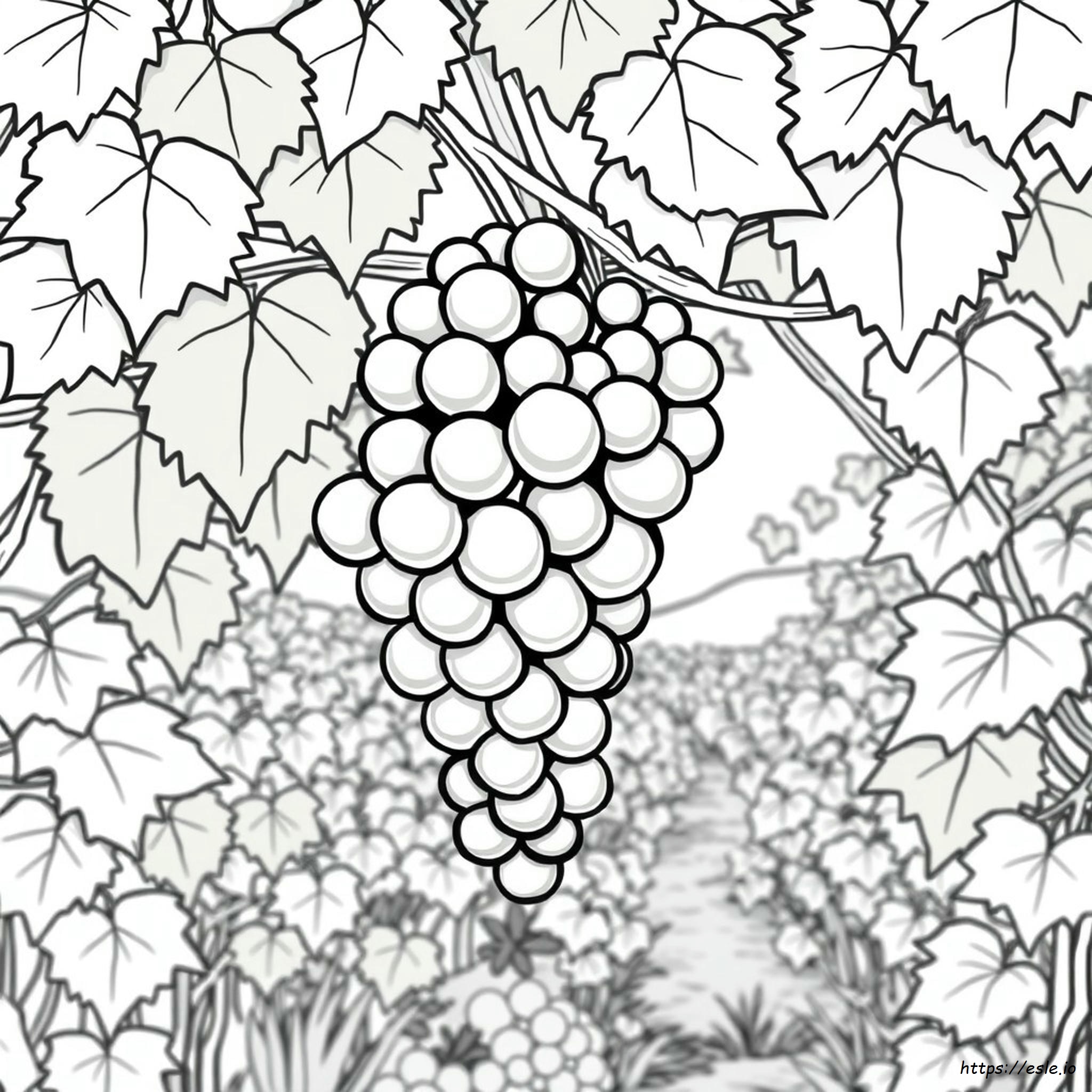 Grapes Colouring Page