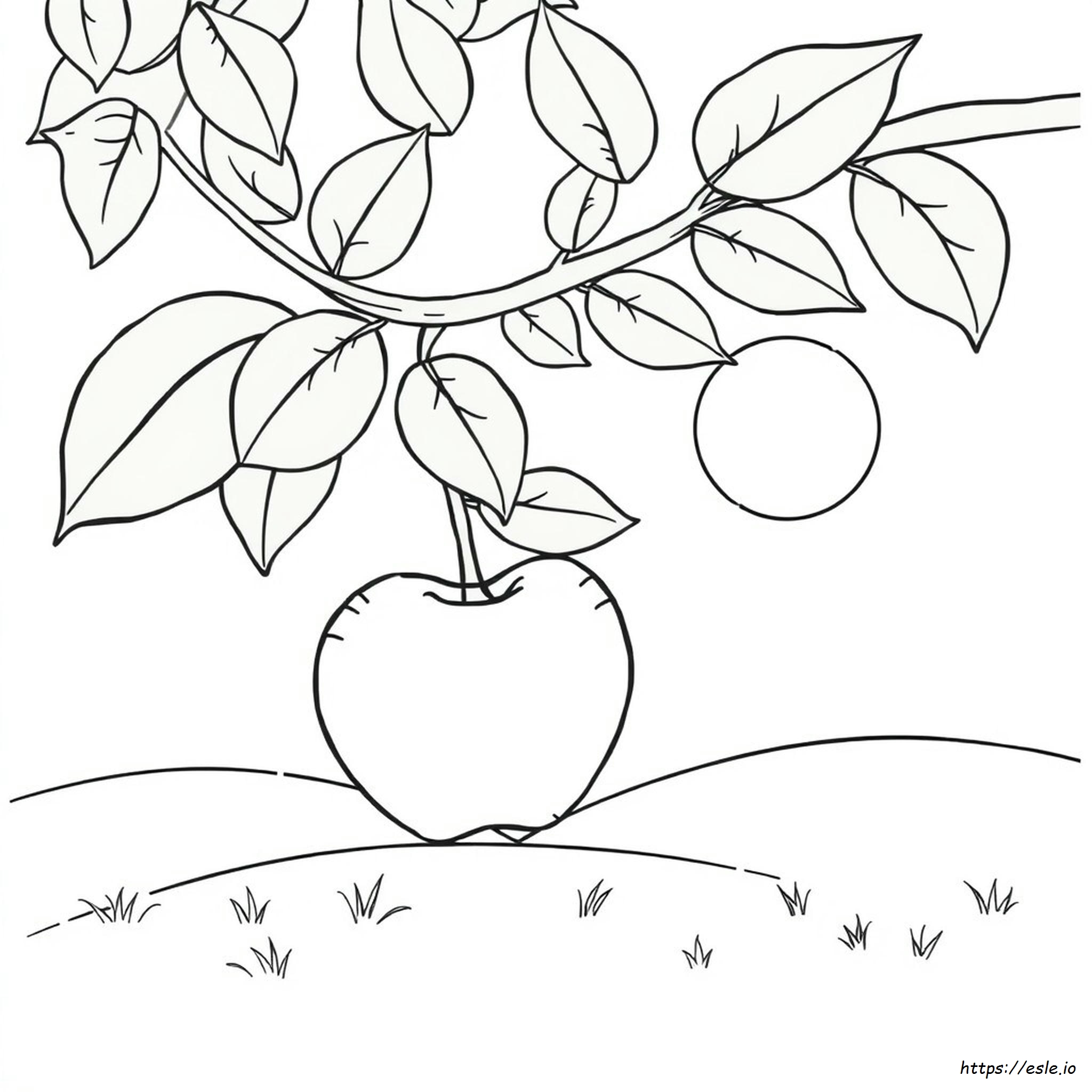 What Are Apple Colors