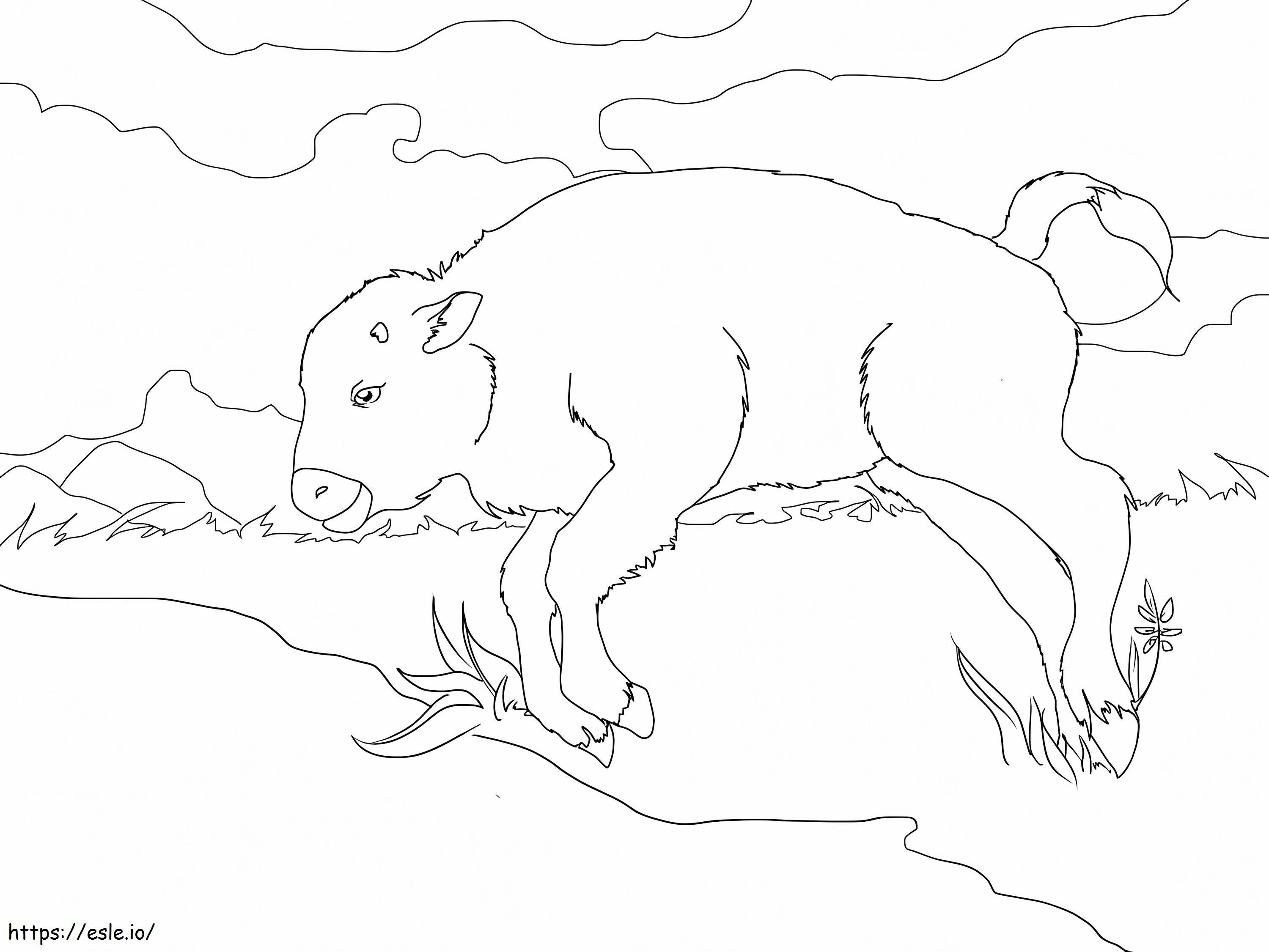 Baby Bison coloring page