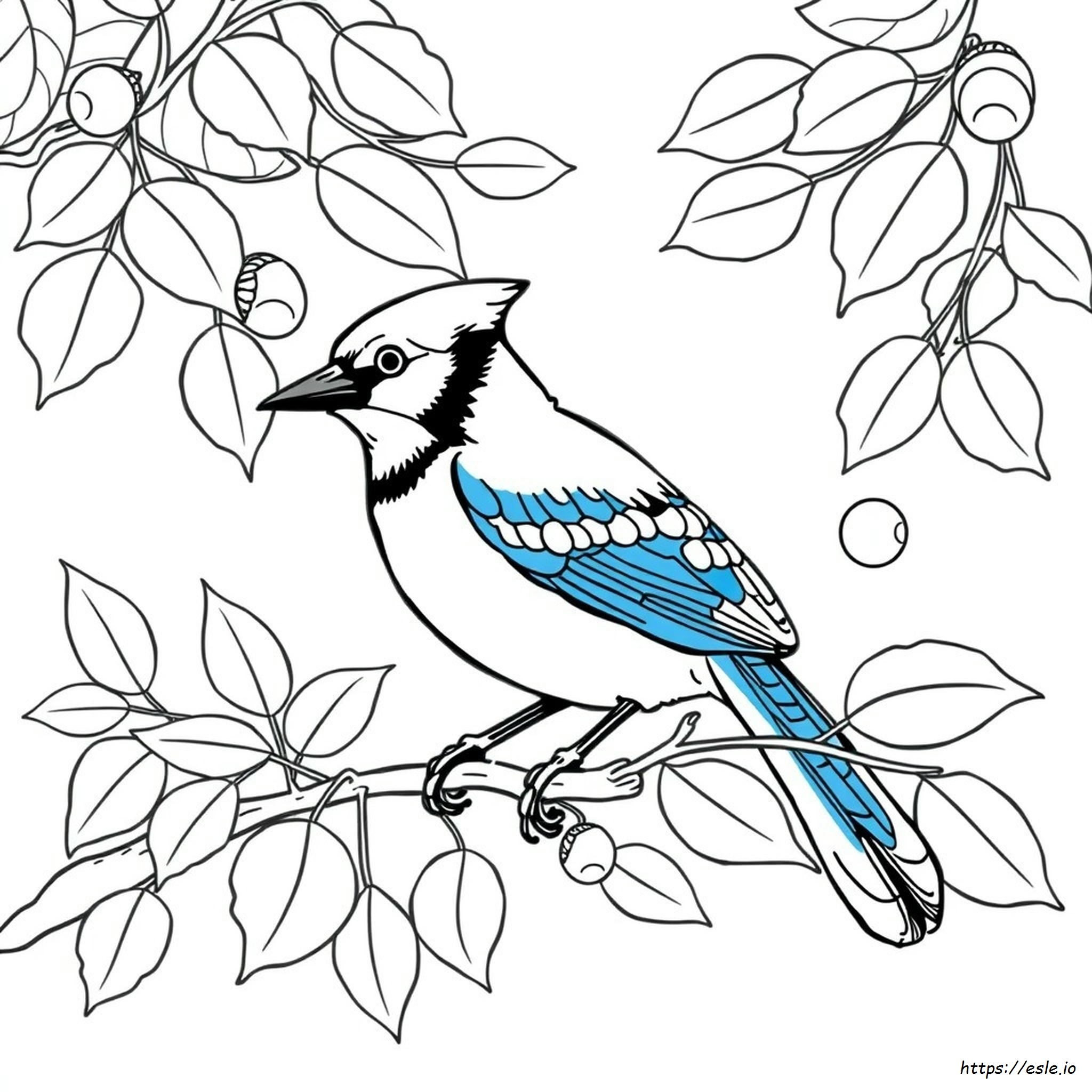Realistic Blue Jay Coloring Page