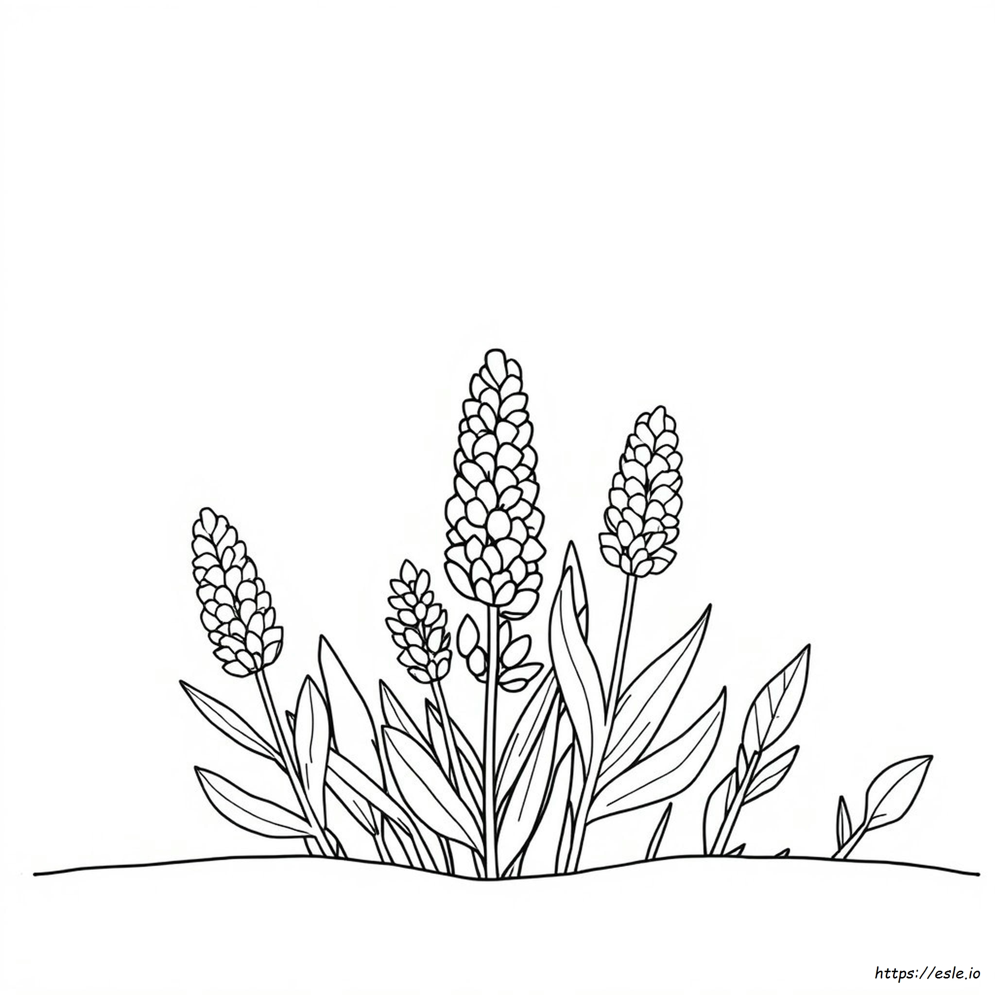Color Code Of Lavender
