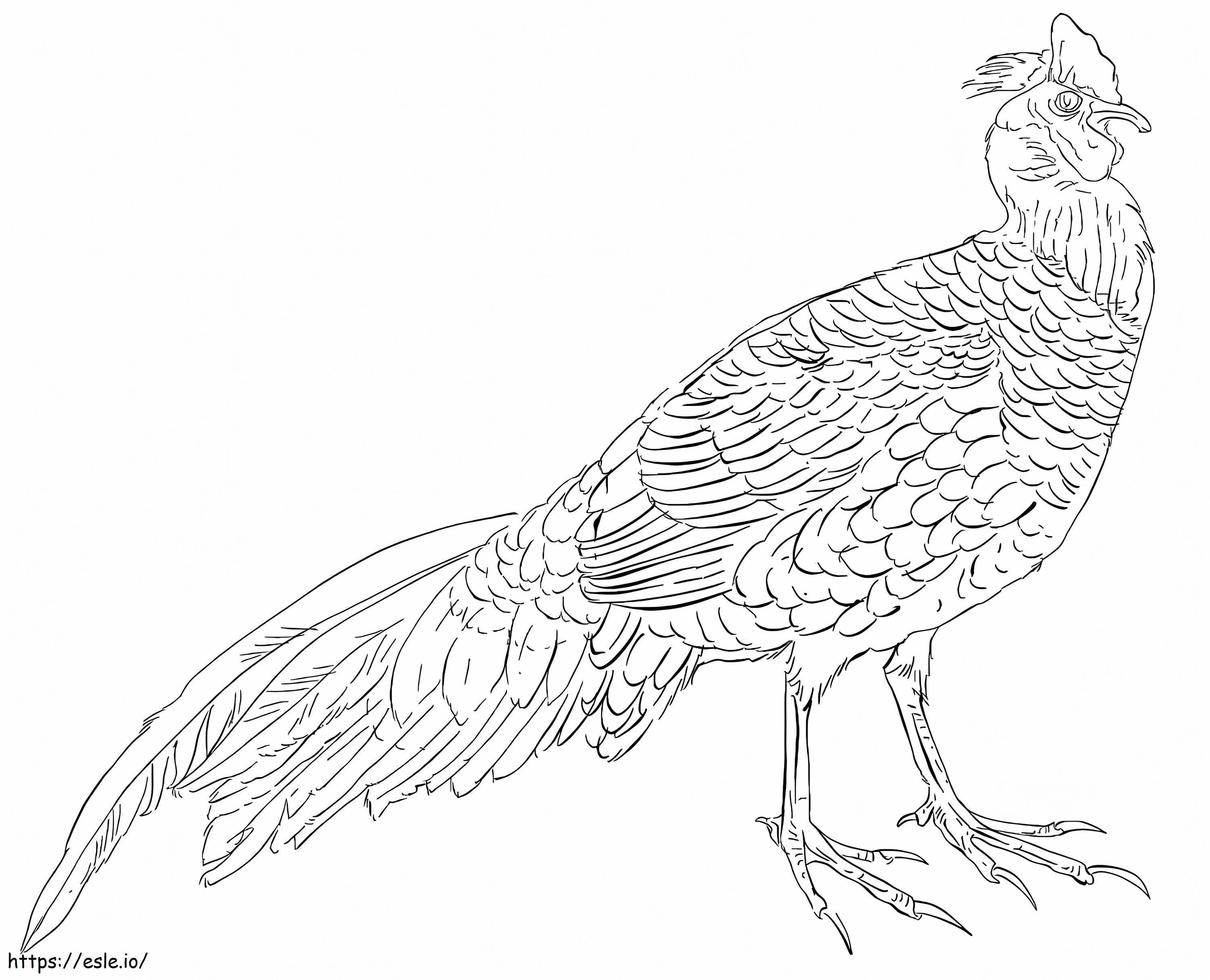 Swinhoes Pheasant coloring page