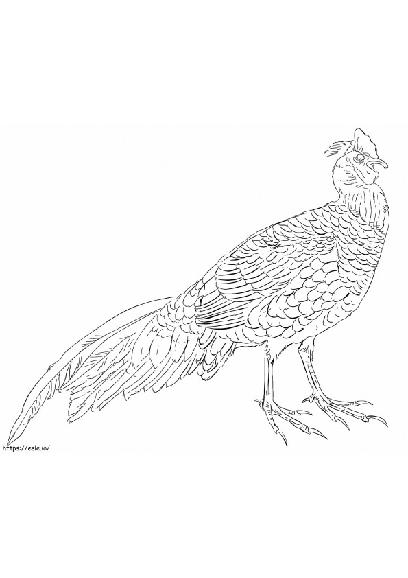 Swinhoes Pheasant coloring page