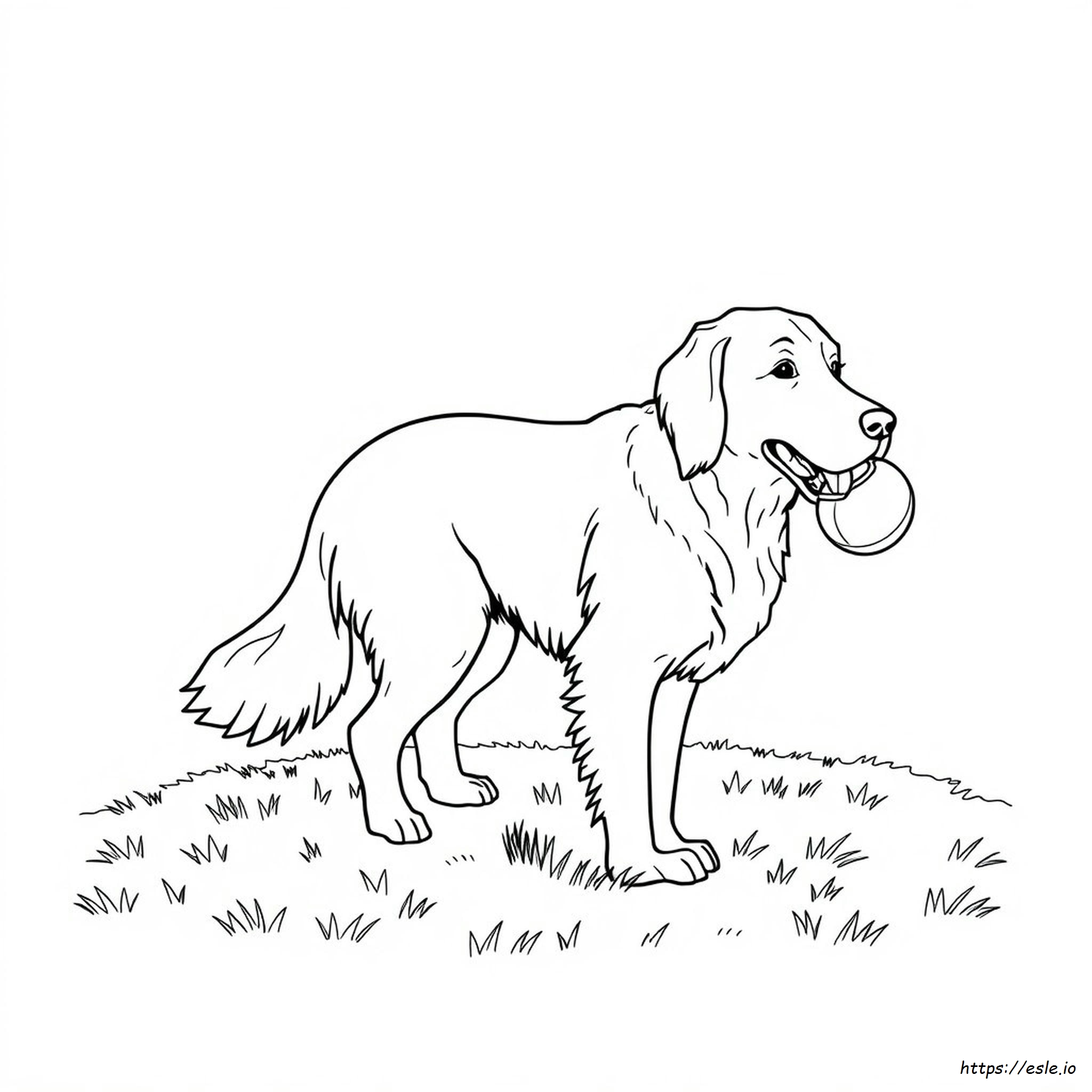 Coloring Page Of A Golden Retriever