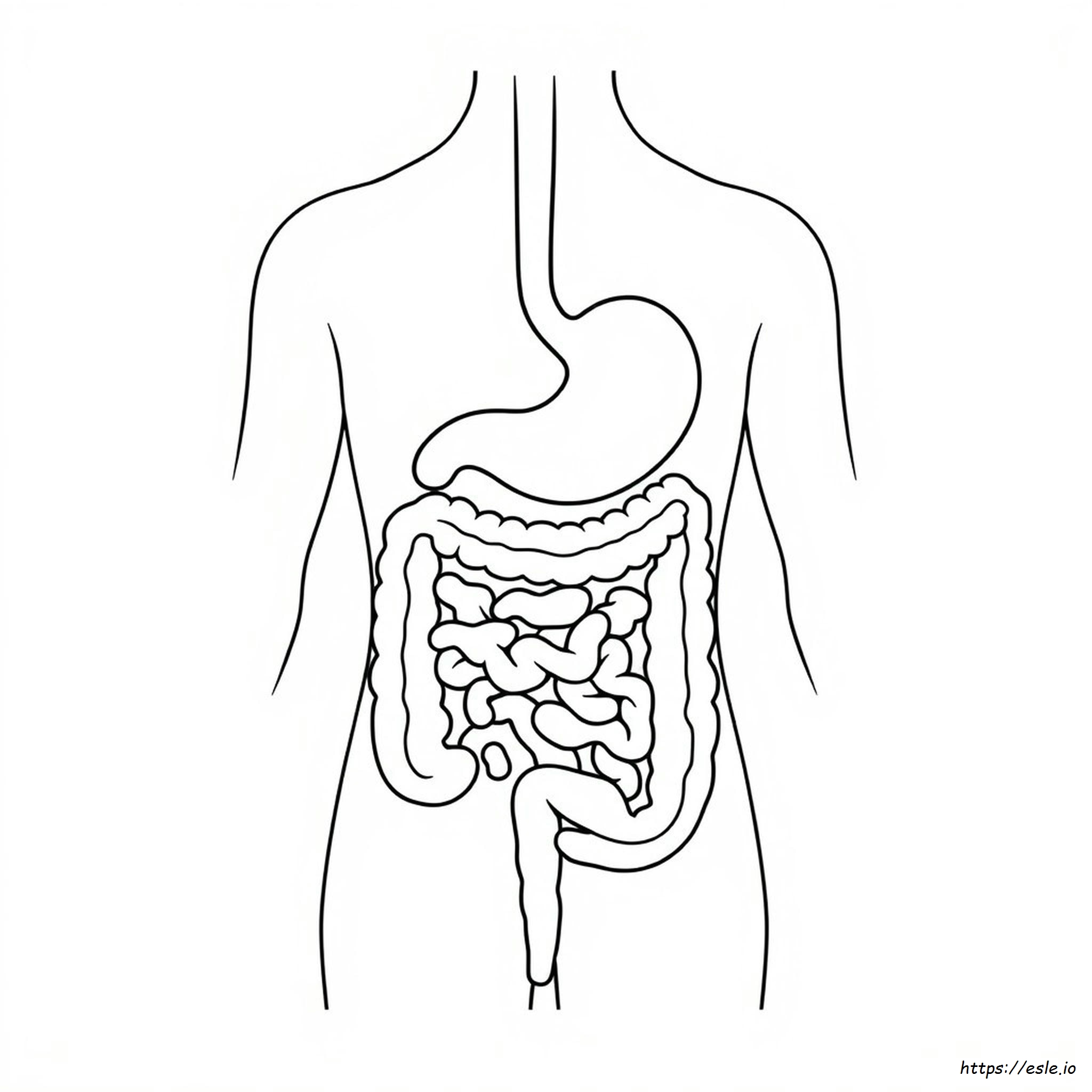 Digestive System Coloring Worksheet Answers