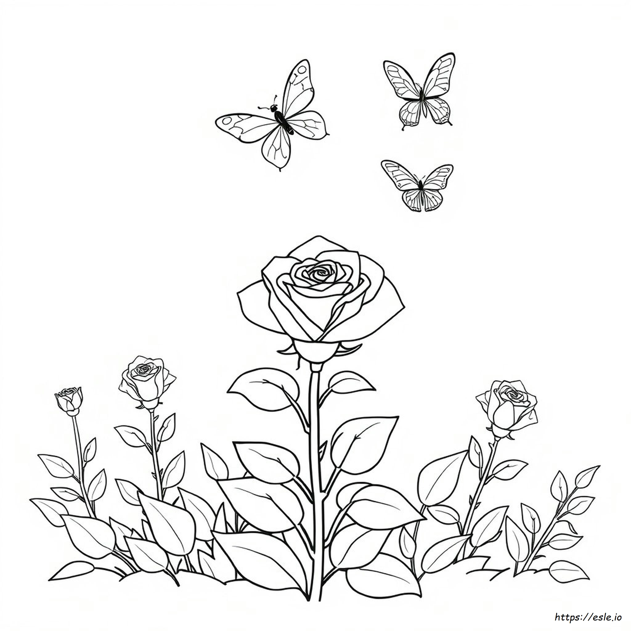 Colori Delle Rose Disponibili
