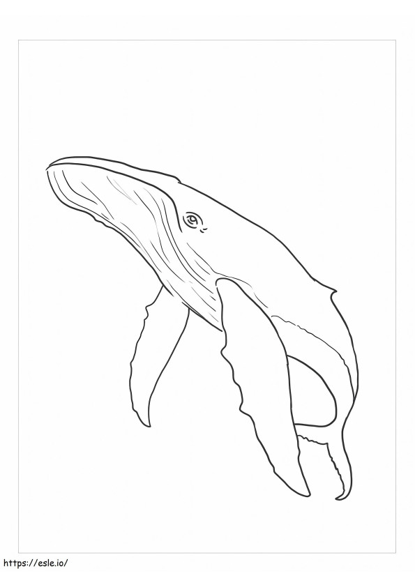 Wolny wieloryb kolorowanka