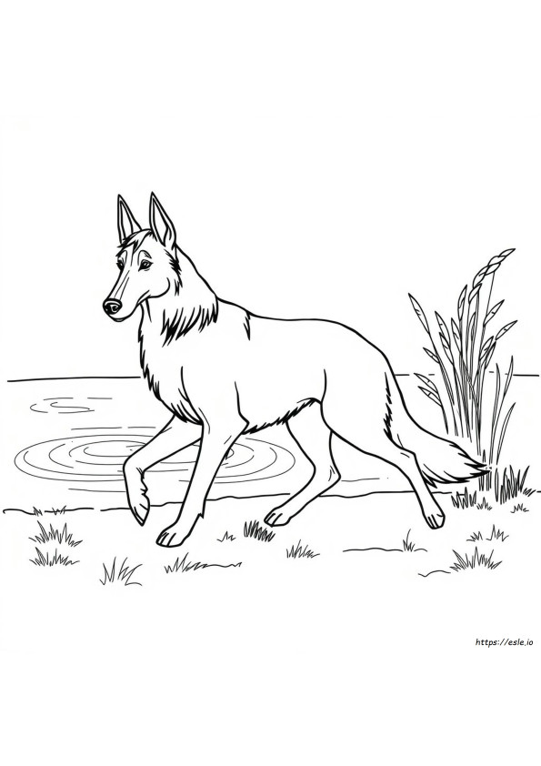 Kelpie Colouring Pages