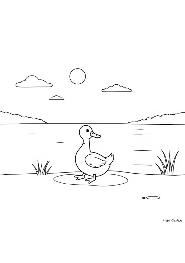 Coloring Duck Colour