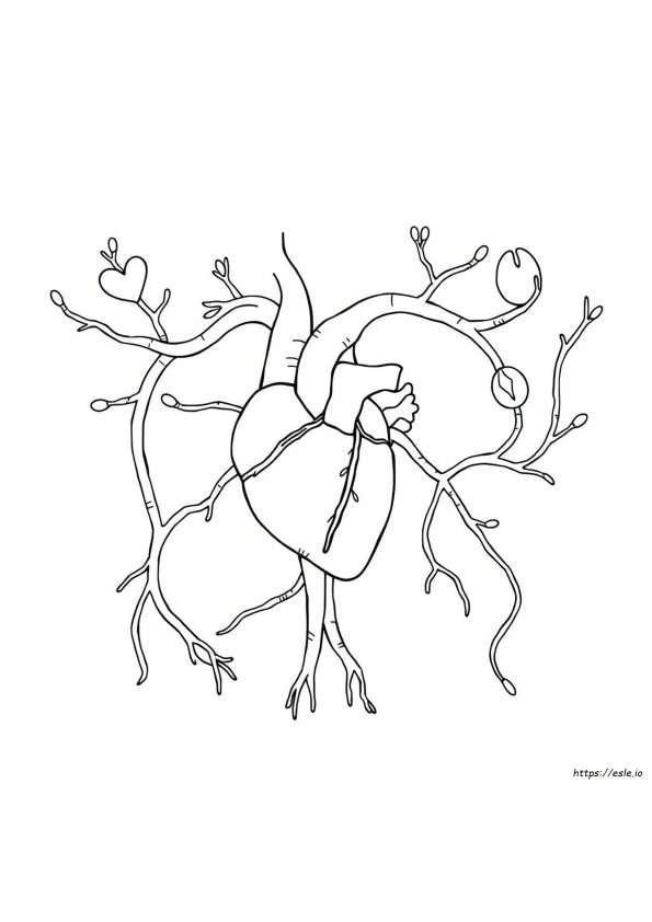 Circulatory System Coloring Sheet