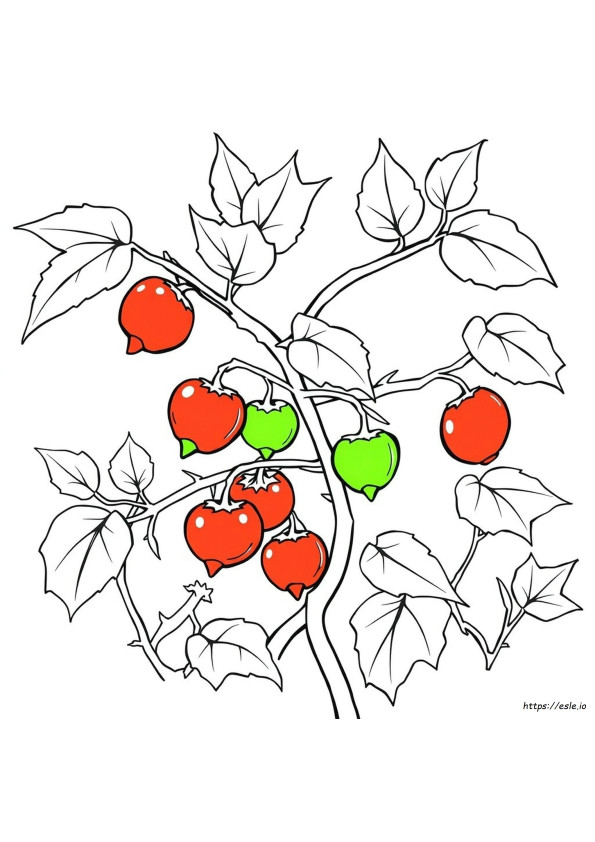 Frutta Velenosa Da Colorare