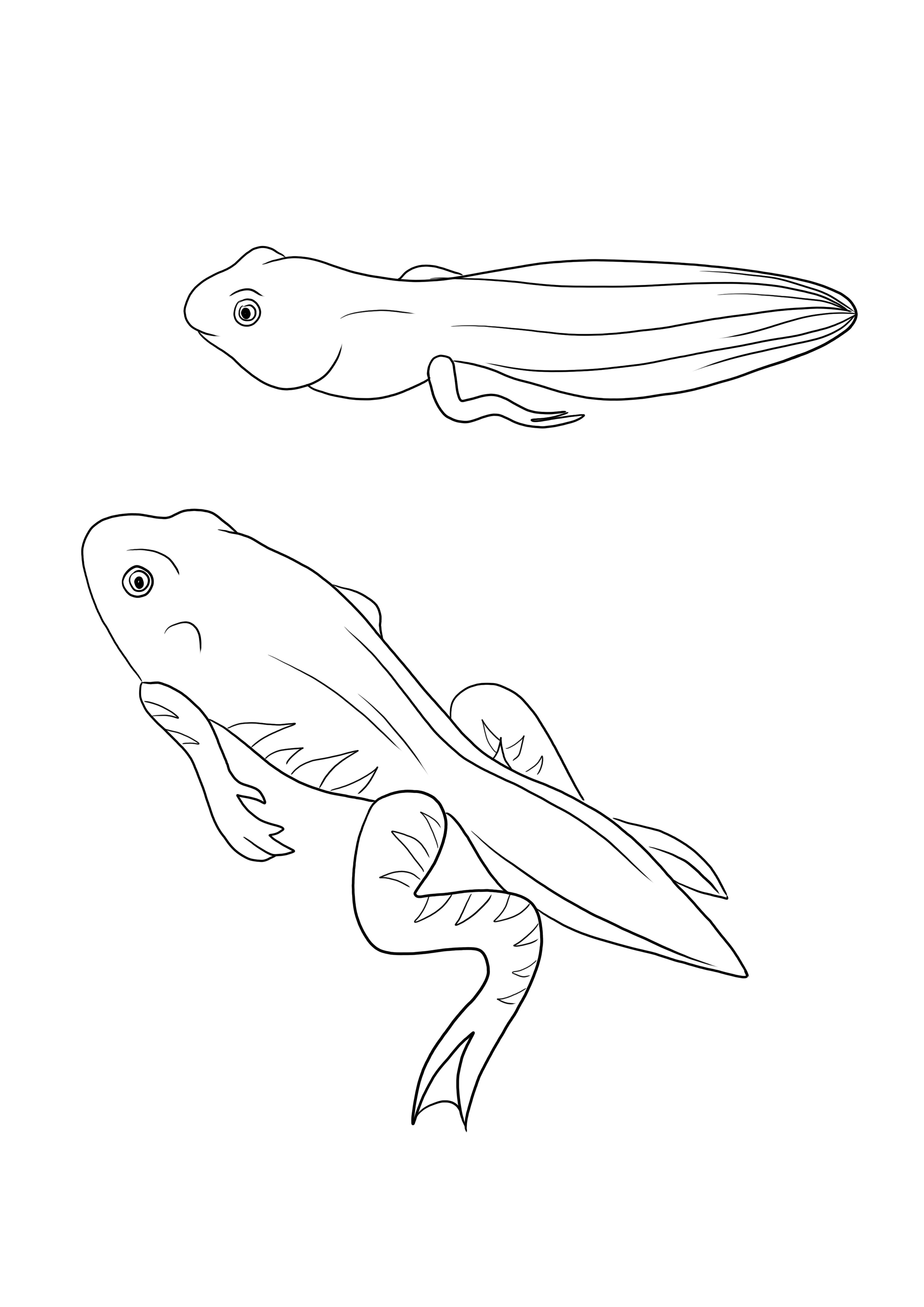 A simple to-color sheet of a Tadpole and Froglet to print for free and learn about the life cycle of a frog