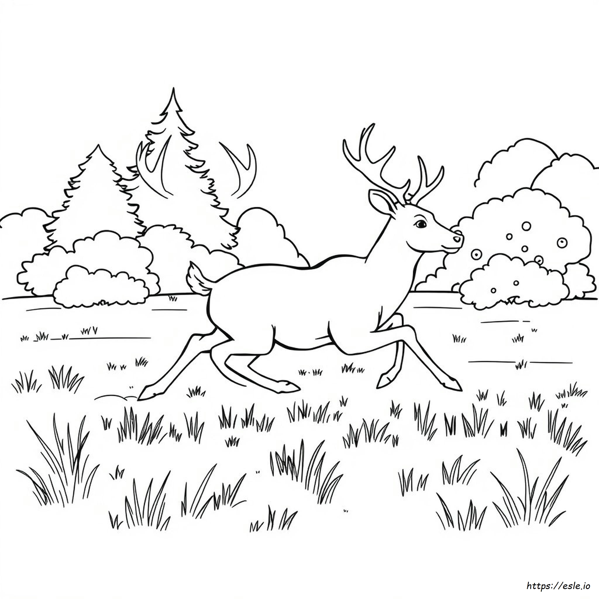 Free Coloring Pages Of Bucks