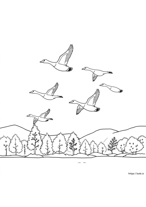 Coloriages D'oies