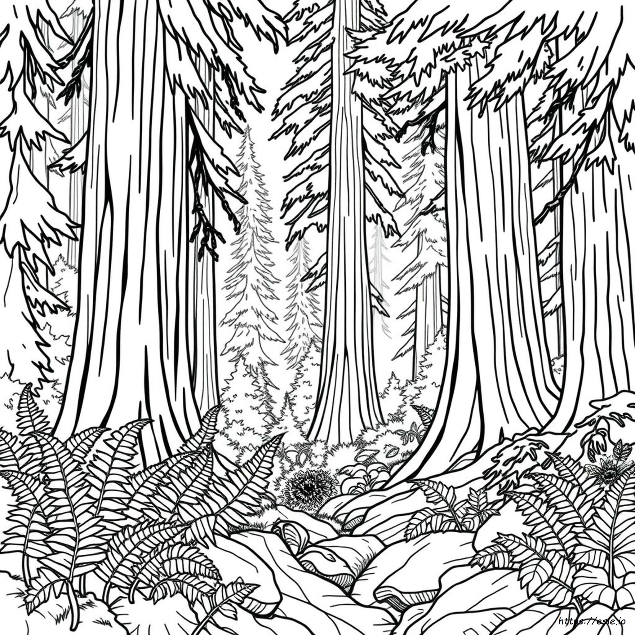 California Redwood Coloring Page
