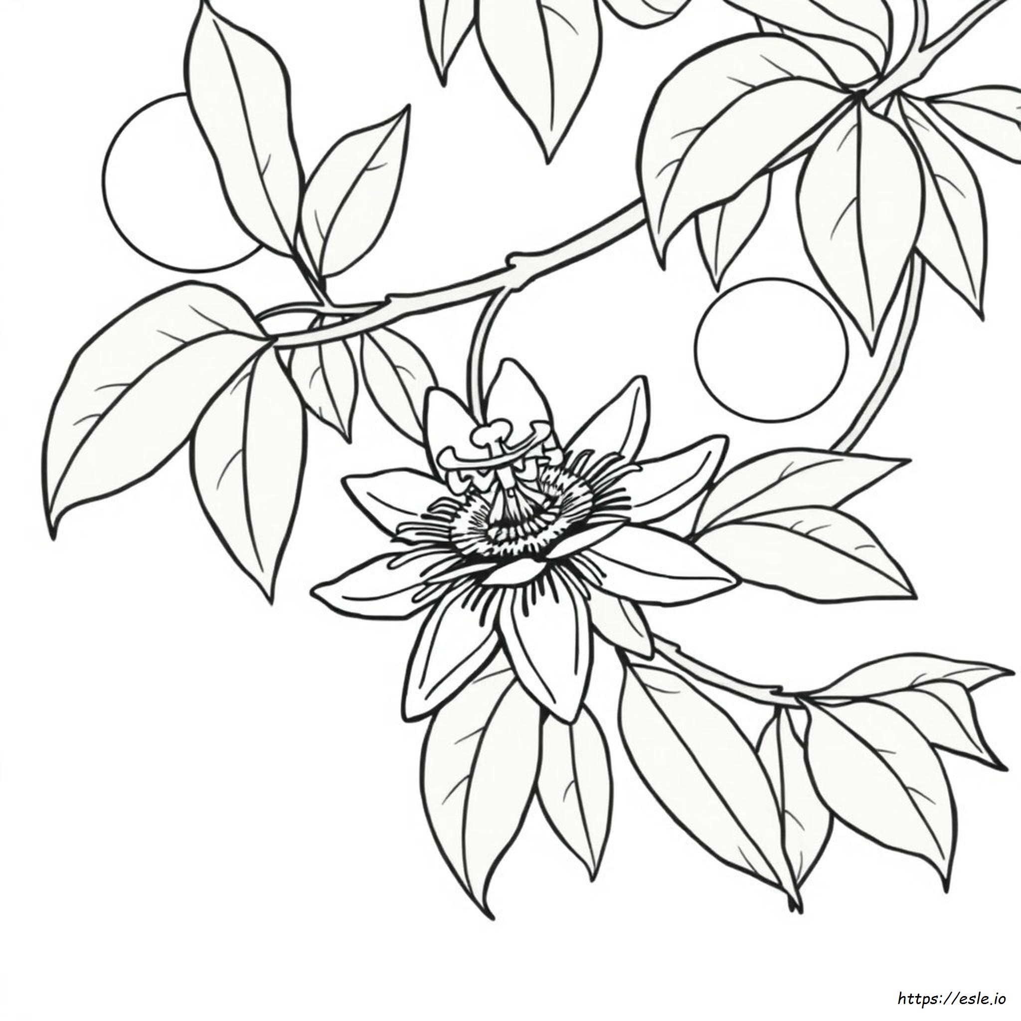 Passion Fruit Coloring Page