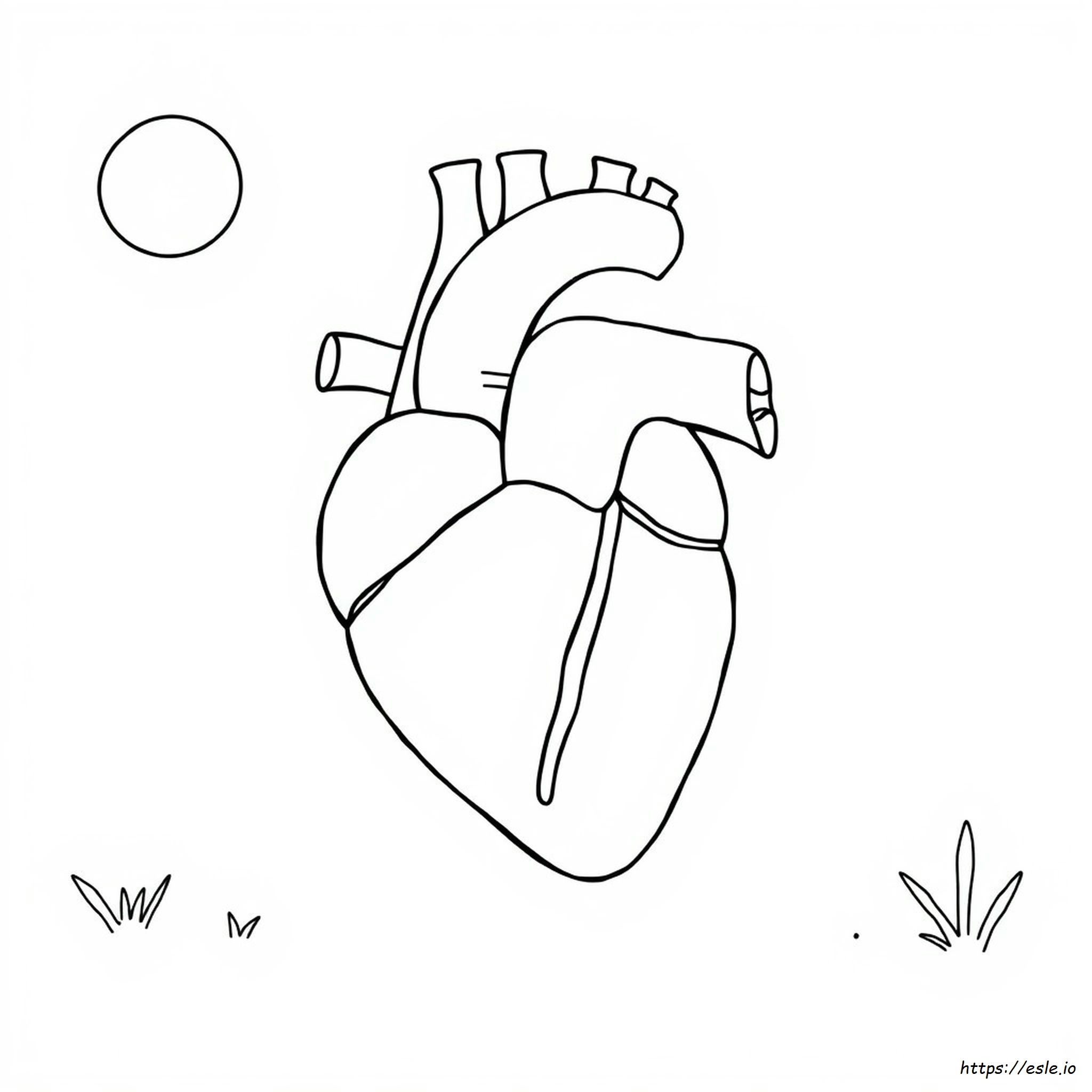 Heart Diagram Coloring Page
