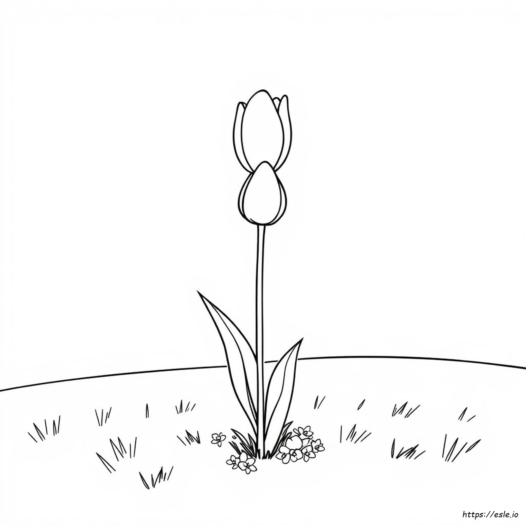 Indiana State Tree Coloring Page